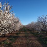 how-pollinators,-pollen,-and-plant-varieties-influence-fruit-quality