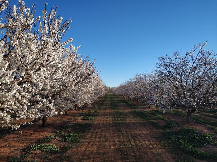 how-pollinators,-pollen,-and-plant-varieties-influence-fruit-quality