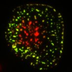 new-research-reveals-unexpected-human-mouse-discrepancies-in-key-cancer-immunotherapy-target