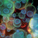2025-trends:-organoids