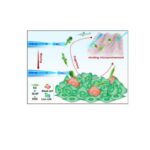 soft-microalga-robot-enhanced-by-photonic-nanojet-technology