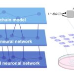 exploring-the-impact-of-directional-connections-on-complex-dynamics-in-neuronal-networks