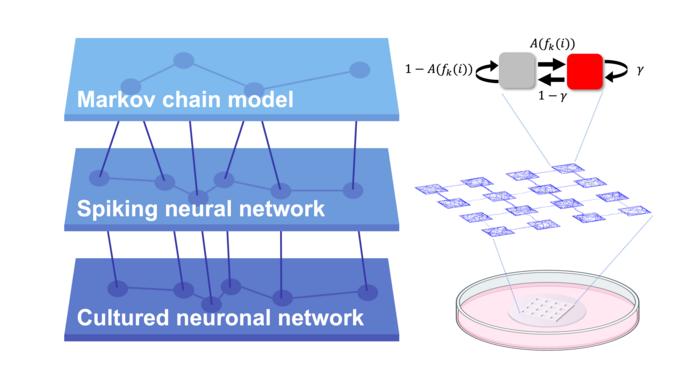 exploring-the-impact-of-directional-connections-on-complex-dynamics-in-neuronal-networks