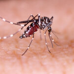 genetic-biocontrol-shortens-female-mosquito-lifespan-to-fight-disease
