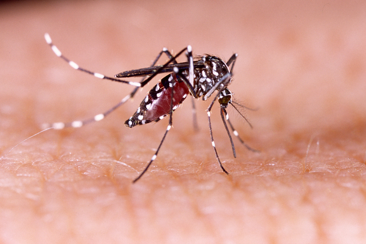 genetic-biocontrol-shortens-female-mosquito-lifespan-to-fight-disease