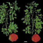 fixing-a-domestication-mutation-in-tomatoes-results-in-sooner-harvests