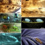 cretaceous-chewing-lice-eggs-illuminate-early-coevolutionary-relationships-with-primitive-birds
