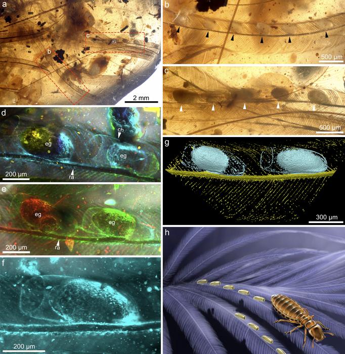 cretaceous-chewing-lice-eggs-illuminate-early-coevolutionary-relationships-with-primitive-birds
