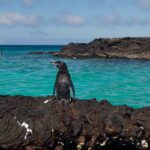 galapagos-splits-in-2,-laying-off-40%-of-staff,-shrinking-pipeline-and-ending-gilead-partnership