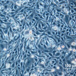 looking-to-revolutionalize-advanced-therapy-manufacturing