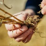 montana-state-graduate-students-unveil-innovative-approaches-to-wheat-stem-sawfly-management