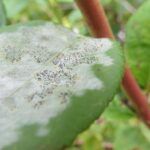 attention-blueberry-growers:-global-spread-of-powdery-mildew-poses-threat