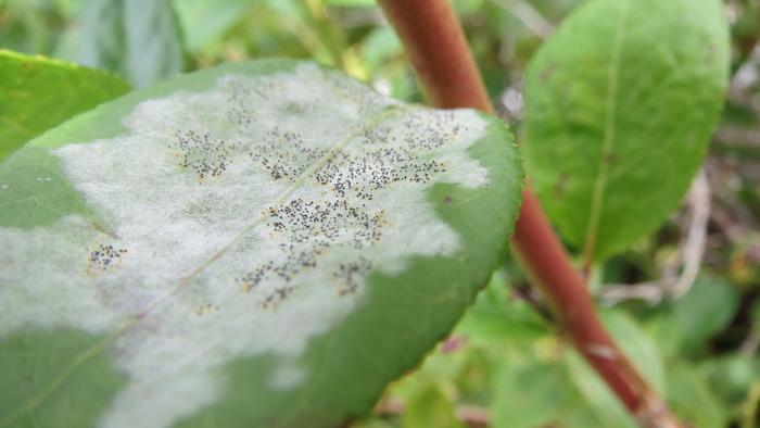attention-blueberry-growers:-global-spread-of-powdery-mildew-poses-threat