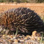 decoding-the-echidna-genome:-insights-into-the-evolution-of-multiple-sex-chromosomes