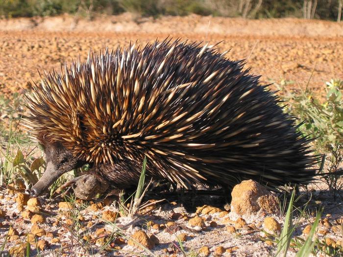 decoding-the-echidna-genome:-insights-into-the-evolution-of-multiple-sex-chromosomes
