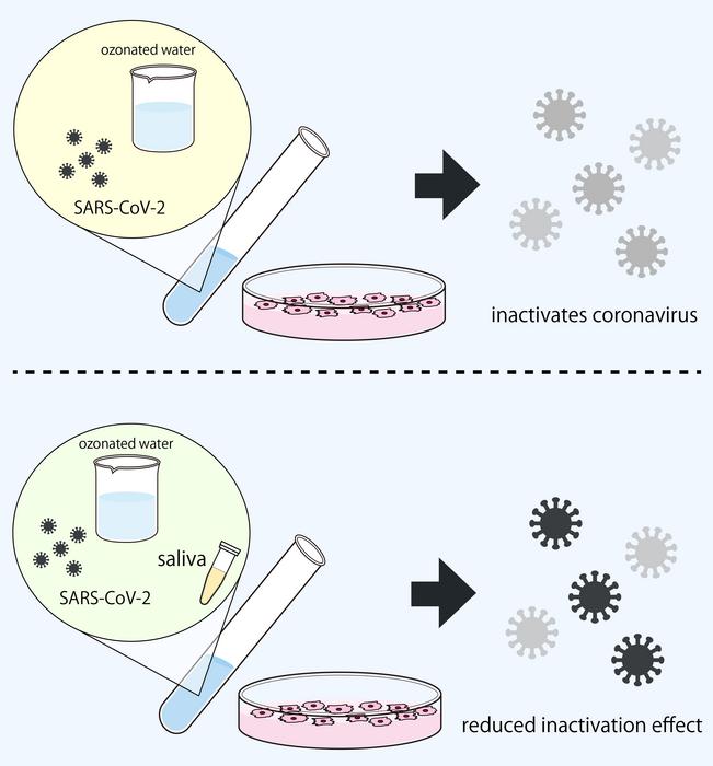 evaluating-the-antiviral-properties-of-ozonated-water-against-sars-cov-2-in-saliva