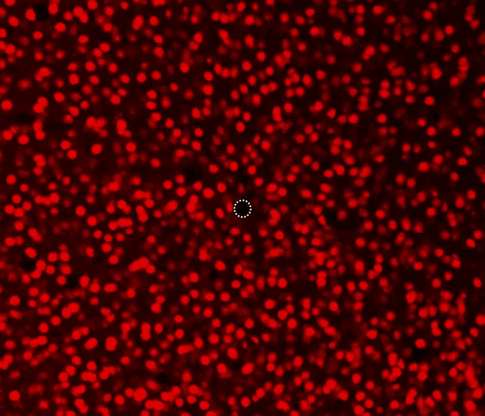 can-neurons-detect-the-presence-of-electrodes?