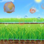 new-eco-friendly,-high-yield-rice-reduces-methane-emissions