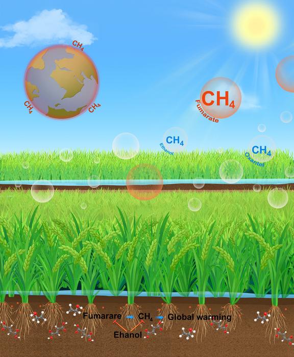 new-eco-friendly,-high-yield-rice-reduces-methane-emissions