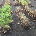 impacts-of-early-reproductive-stage-flooding-on-soybean-yield-and-seed-composition