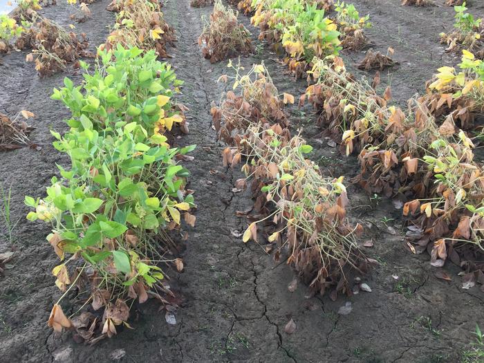 impacts-of-early-reproductive-stage-flooding-on-soybean-yield-and-seed-composition