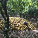 safeguarding-small-scale-producers-and-ecosystems:-a-call-for-sustainable-practices