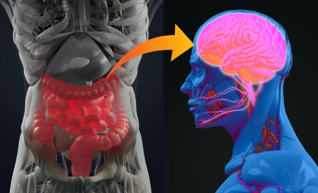 x-ray-imaging-could-illuminate-how-changes-in-the-gut-brain-axis-may-trigger-alzheimer’s