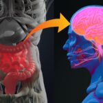 x-ray-imaging-could-illuminate-how-changes-in-the-gut-brain-axis-may-trigger-alzheimer’s