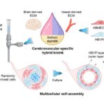self-assembling-blood-vessels:-a-game-changer-in-alzheimer’s-treatment