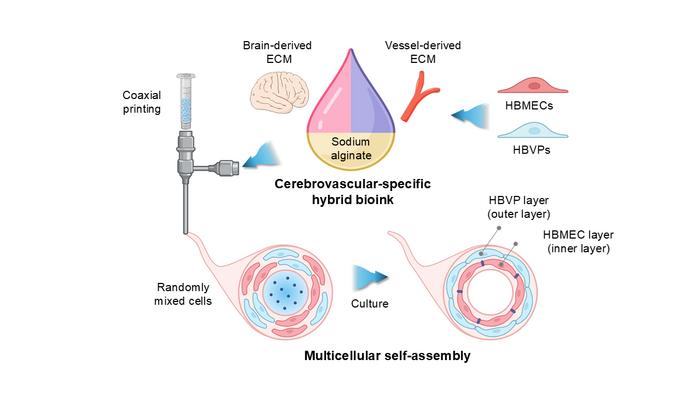 self-assembling-blood-vessels:-a-game-changer-in-alzheimer’s-treatment