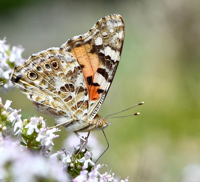 exploring-the-science-behind-our-travel-instincts:-it’s-not-in-our-dna
