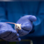 human-regulatory-sequences-reset-mouse-telomeres-to-human-length