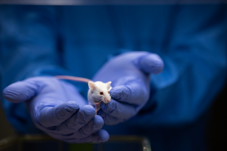 human-regulatory-sequences-reset-mouse-telomeres-to-human-length