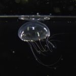 cell-polarity-guides-jellyfish-larval-development-along-a-central-axis
