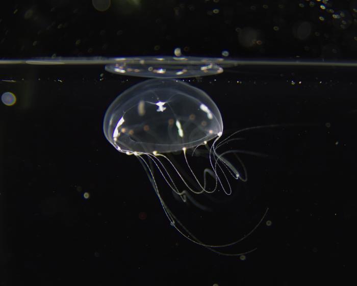 cell-polarity-guides-jellyfish-larval-development-along-a-central-axis