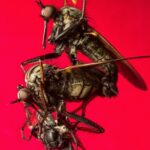 male-flies-enhance-vision-to-outsmart-female-deception