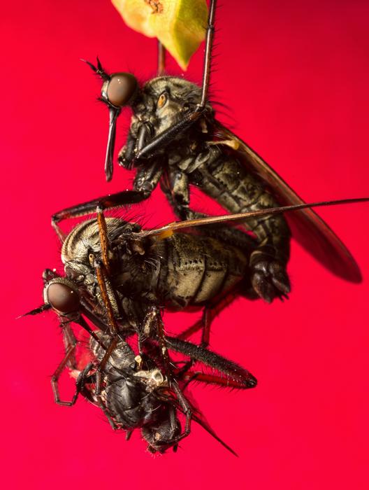 male-flies-enhance-vision-to-outsmart-female-deception