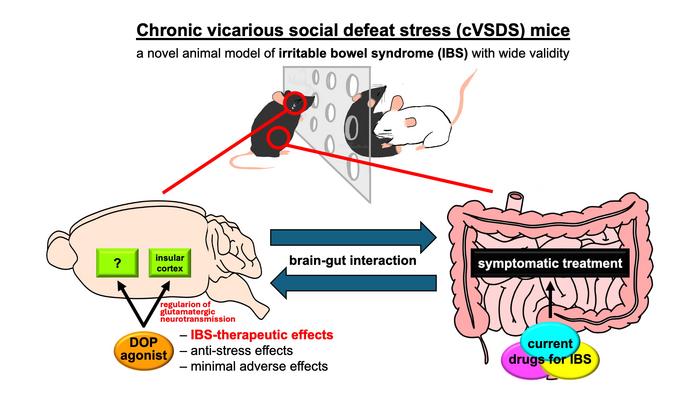 exploring-the-brain-gut-connection:-a-novel-approach-to-ibs-treatment