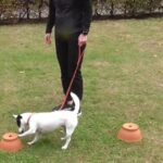 unexpected-variations-in-dog-breeds’-performance-on-an-olfactory-challenge