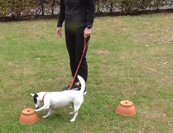 unexpected-variations-in-dog-breeds’-performance-on-an-olfactory-challenge