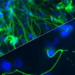 exploring-the-mechanisms-behind-the-poised-state-of-developmental-genes