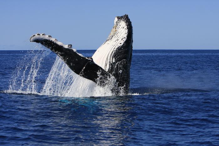 whale-songs-exhibit-structural-parallels-to-human-language