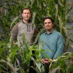 significant-variability-in-water-utilization-traits-among-us.-corn-varieties-uncovered
