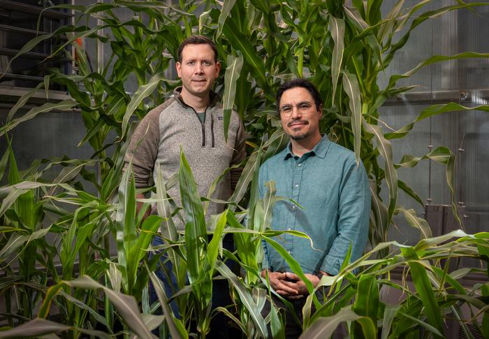 significant-variability-in-water-utilization-traits-among-us.-corn-varieties-uncovered
