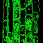 maintaining-equilibrium:-the-strategies-plant-cells-use-to-safeguard-their-vacuoles