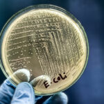 recoding-e.-coli-genome-for-programmable-synthetic-proteins