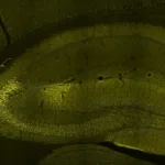 virginia-tech-researchers-uncover-mitochondria’s-influence-on-memory-circuit-development