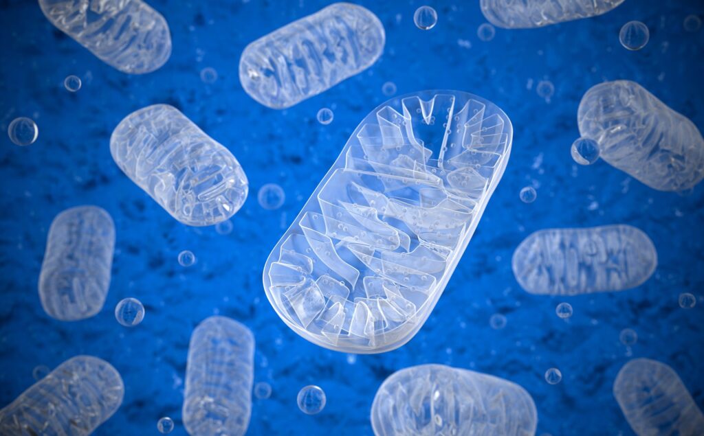 dysfunctional-mitochondria-trigger-retrograde-signaling-that-impairs-pancreatic-β-cells