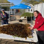 researchers-at-woods-hole-oceanographic-institution-discover-heat-resistant-kelp-strain