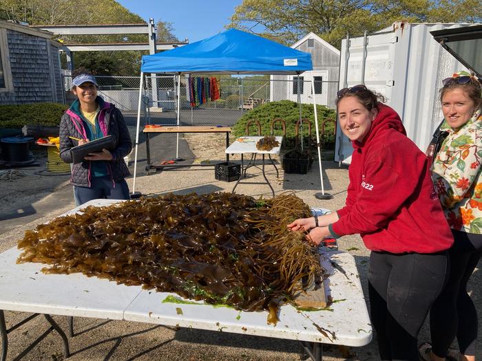 researchers-at-woods-hole-oceanographic-institution-discover-heat-resistant-kelp-strain